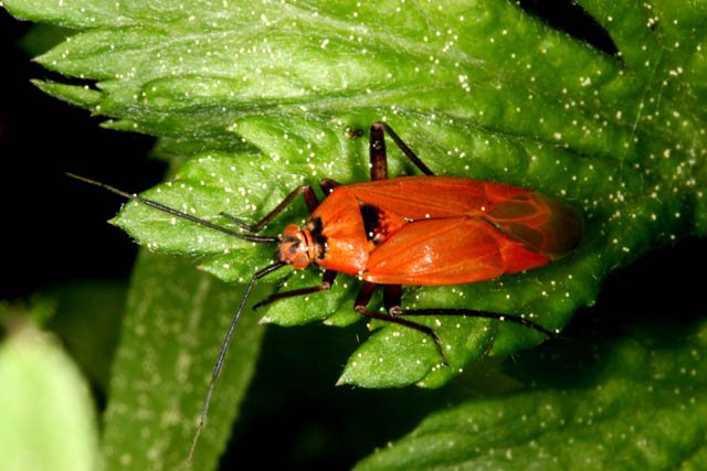 Calocoris nemoralis - Copyright Denis Bourgeois